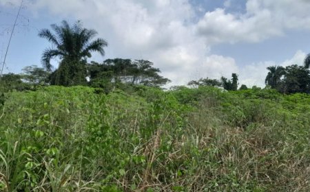 Farmers in Katsina Send Save-Our-Souls Pleas to FG As Worms Ravage Their Farmlands