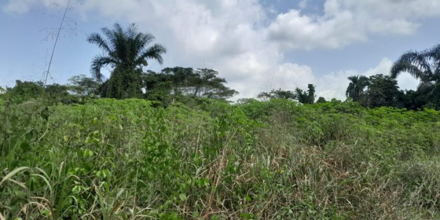 Farmers in Katsina Send Save-Our-Souls Pleas to FG As Worms Ravage Their Farmlands