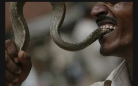 Man Bites A Snake to Death,Says It's The Right Thing to Do