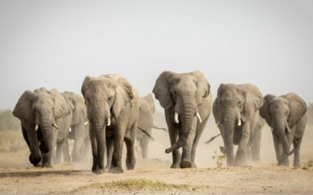 DROUGHT: Zimbabwe Approves Mass Slaughter of 200 Elephants, Over 700 Other Animals Amid Mass Hunger