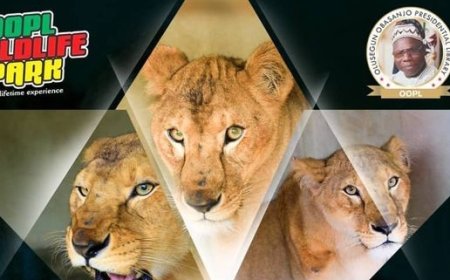 Another Zoo Worker Mauled to Death By A Lion in Nigeria