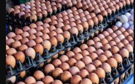 Support Poultry Farmers Now Or Else Price of Eggs May Hit N10,000 Per Crate -Poultry Farmers Association