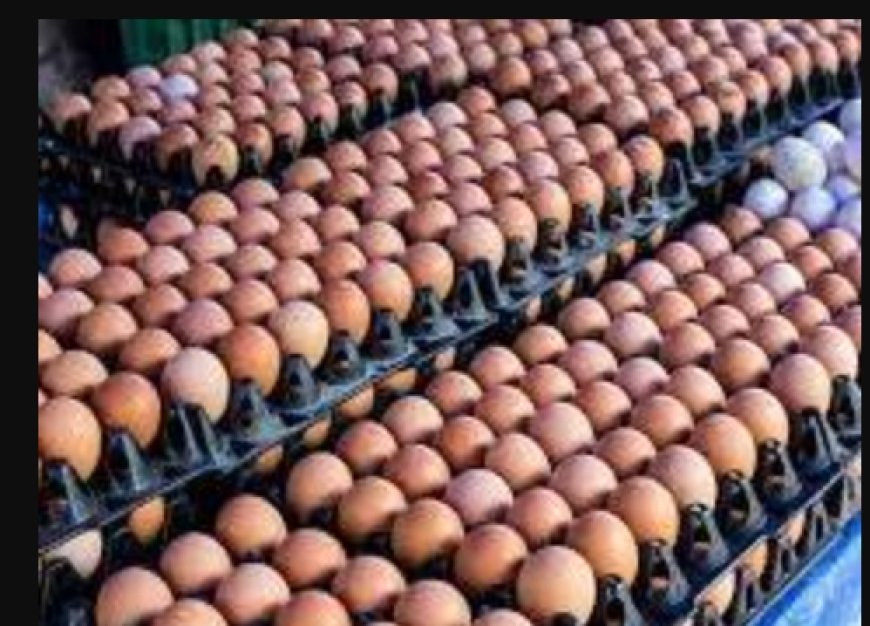 Support Poultry Farmers Now Or Else Price of Eggs May Hit N10,000 Per Crate -Poultry Farmers Association