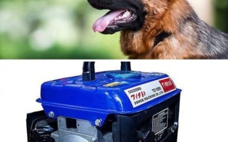 Thieves Leave Residents Bewildered as They Cart Away Security Dog, Generator in Umuahia