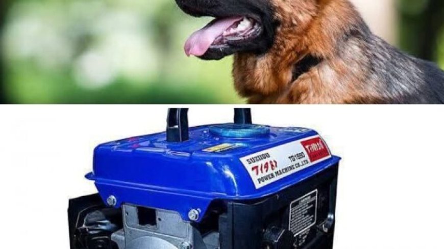 Thieves Leave Residents Bewildered as They Cart Away Security Dog, Generator in Umuahia