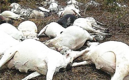 Eid-al-fitr Tragedy Hits Kaduna As Lightning Strikes 12 Cows, Herder to Death