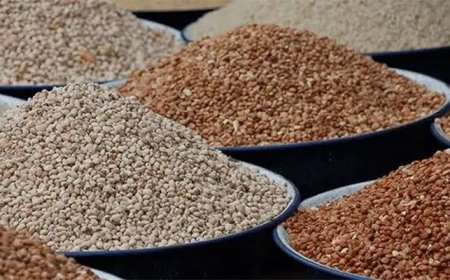 Beans Price Crashes by Over 100% as Farmers Record Bumper Harvests