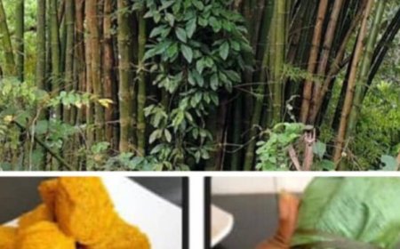 Rescheduled Innovation Seminar on Bamboo Wine Production, African Snacks, Aadun Now Holds on Tuesday at FUNAAB