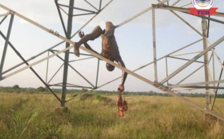 Everyday For The Thieves, One Day For The Owner: Vandal Meets Waterloo on Electricity Transmission Line