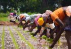 Operation Enhance Food Security: 7,500 Adamawa Women Farmers Get Support to Enhance Food Security