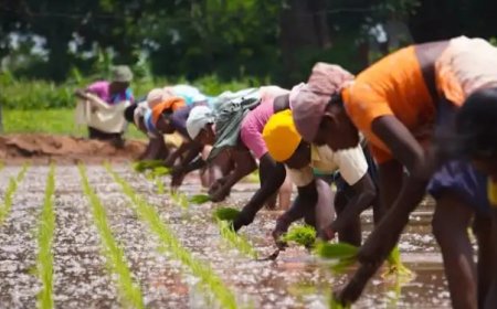 Operation Enhance Food Security: 7,500 Adamawa Women Farmers Get Support to Enhance Food Security