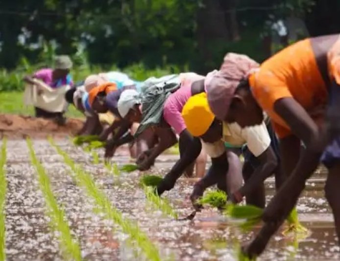 Operation Enhance Food Security: 7,500 Adamawa Women Farmers Get Support to Enhance Food Security