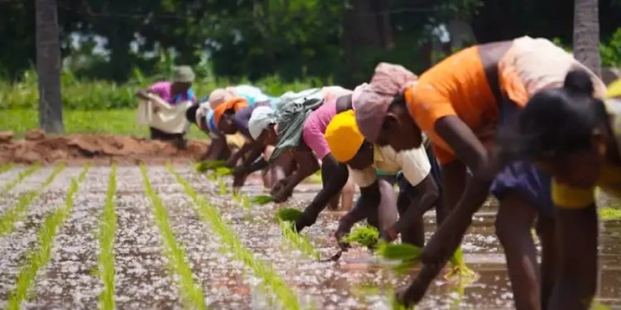 Operation Enhance Food Security: 7,500 Adamawa Women Farmers Get Support to Enhance Food Security