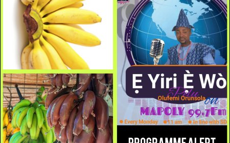 Do Monkeys Really Love Eating Bananas? Bananas Take Centre Stage of Discourse on "E YIRI E WO!" Media Show This Monday