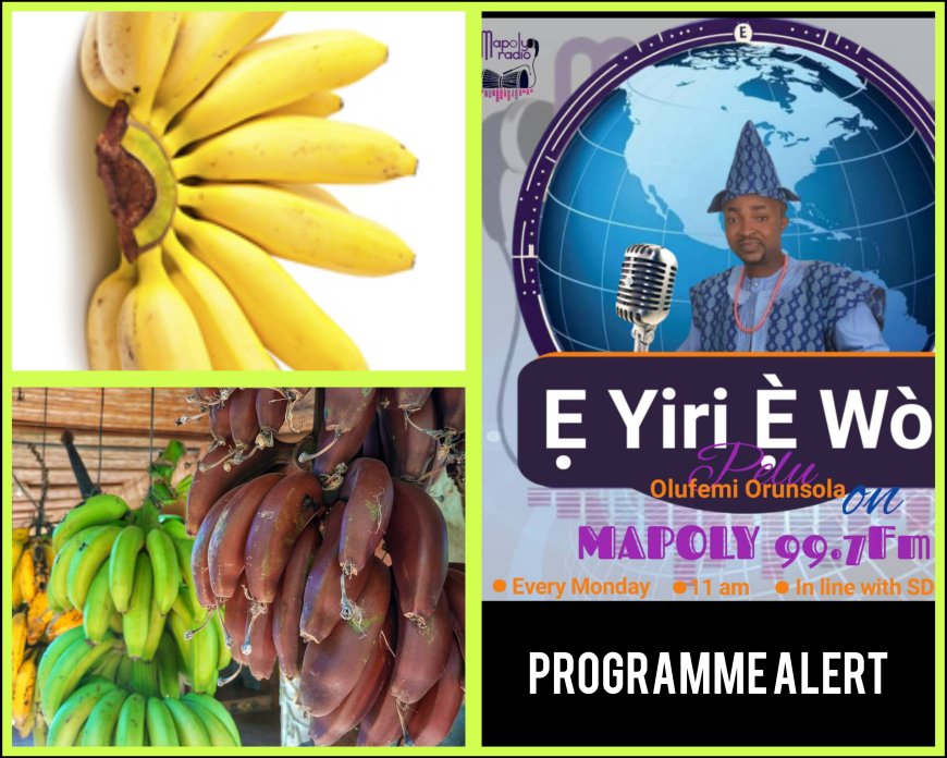 Do Monkeys Really Love Eating Bananas? Bananas Take Centre Stage of Discourse on "E YIRI E WO!" Media Show This Monday